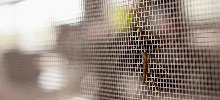 Repair Mosquito Mesh For Windows in Plant City, FL